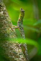 Dracek - Draco taeniopterus - Barred gliding lizard o1412